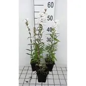 GRDplanten 6x Vlambloem - Phlox (m) 'Delta' | 9x9 cm pot