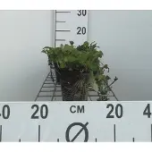 GRDplanten 6x Zenegroen - Ajuga reptans | 9x9 cm pot