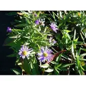 GRDplanten 6x Aster - Aster dum. 'Prof. Anton Kippenberg' | 9x9 cm pot