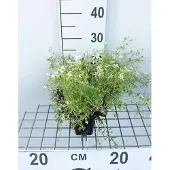 GRDplanten 6x Mossteenbreek - Saxifraga (a) 'Schneeteppich' | 9x9 cm pot