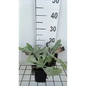 GRDplanten 6x Ononis - Onopordum nervosum | 9x9 cm pot