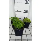 GRDplanten 6x Klokje - Campanula garg. 'Dickson's Gold' | 9x9 cm pot