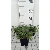 GRDplanten 6x Marokkaanse kamille - Anacyclus depressus 'Gnom' | 9x9 cm pot