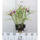 GRDplanten 6x Eendagsbloem - Tradescantia (a) 'Karminglut' | 9x9 cm pot