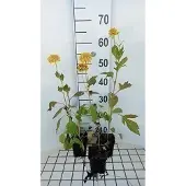 GRDplanten 6x Zonnehoed - Rudbeckia lac. 'Goldquelle' | 9x9 cm pot