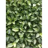 GRDplanten 6x Funkia - Hosta hybr. 'Love Pat' | 9x9 cm pot