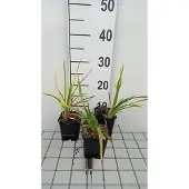 GRDplanten 6x Daglelie - Hemerocallis hybr. 'Baley Hay' | 9x9 cm pot