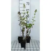 GRDplanten 6x Vlambloem - Phlox (p) 'Rembrandt' | 9x9 cm pot