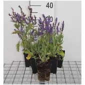GRDplanten 6x Struiksalie - Salvia nem. 'Blauhügel' ('bluehill') | 9x9 cm pot