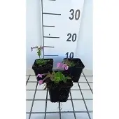 GRDplanten 6x Vlambloem - Phlox stol. 'Home Fires' | 9x9 cm pot