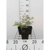 GRDplanten 6x Chinses Ruit - Thalictrum delavayi | 9x9 cm pot