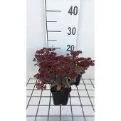 GRDplanten 6x Vetkruid - Sedum hybr. 'Red Sparkle' | 9x9 cm pot