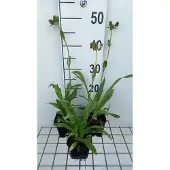 GRDplanten 6x Kruisdistel - Eryngium agavifolium | 9x9 cm pot