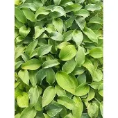 GRDplanten 6x Hartlelie - Hosta hybr. 'Big Mama' | 9x9 cm pot