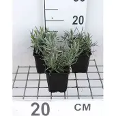 GRDplanten 6x Lavandel - Lavandula int. 'Dutch' | 9x9 cm pot