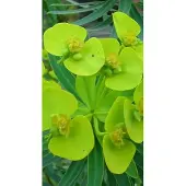 GRDplanten 6x Wolfsmelk - Euphorbia lathyris | 9x9 cm pot