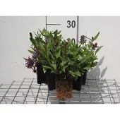 GRDplanten 6x Brunel - Prunella grandiflora | 9x9 cm pot