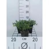 GRDplanten 6x Steenanjer - Dianthus delt. 'Albiflorus' | 9x9 cm pot