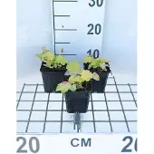GRDplanten 6x Damastbloem - Heuchera hybr. 'Citronelle' | 9x9 cm pot
