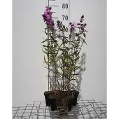 GRDplanten 6x Vlambloem - Phlox (m) 'Alpha' | 9x9 cm pot