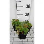 GRDplanten 6x Ganzerik - Potentilla megalantha ( fragiformis) | 9x9 cm pot