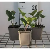 GRDplanten 6x Crambe - Crambe cordifolia | 9x9 cm pot