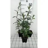 GRDplanten 6x Leverkruid - Eupatorium cann. 'Plenum' | 9x9 cm pot
