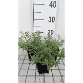 GRDplanten 6x Zonneroosje - Helianthemum hybr. 'Wisley Primrose' | 9x9 cm pot