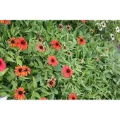 GRDplanten 6x Zonnehoed - Echinacea purp. Julia' | pot 9 x 9 cm