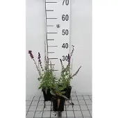 GRDplanten 6x Struiksalie - Salvia nem. 'Lubeca' | 9x9 cm pot