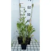 GRDplanten 6x Jakobsladder - Polemonium caer. 'Album' | 9x9 cm pot