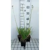 GRDplanten 6x Tulbaghia - Tulbaghia viol. 'Alba' | 9x9 cm pot