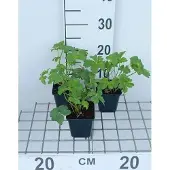 GRDplanten 6x Zeeuws knoopje - Astrantia maj. 'Buckland' | 9x9 cm pot