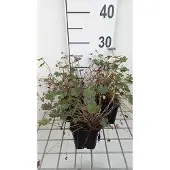 GRDplanten 6x Ooievaarsbek - Geranium hybr. 'Orkney Cherry' | 9x9 cm pot