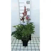 GRDplanten 6x Pluimspirea - Astilbe (j) 'Red Sentinel' | 9x9 cm pot