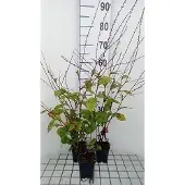 GRDplanten 6x Duizenknoop - Persicaria filiformis | 9x9 cm pot