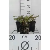 GRDplanten 6x Pluimspirea - Astilbe (s) 'Hennie Graafland' | 9x9 cm pot