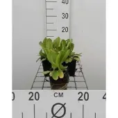 GRDplanten 6x Kogelprimula - Primula dent. 'Rubin' | 9x9 cm pot