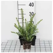 GRDplanten 12 x Lonicera nitida 'Elegant' - Haagmyrt, altijdgroen - pot 9 cm x 9 cm