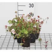GRDplanten 6x Ooievaarsbek - Geranium cant. 'St. Ola' | 9x9 cm pot