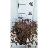 GRDplanten 6x Ooievaarsbek - Geranium oxon. 'Sanne' | 9x9 cm pot