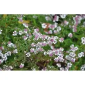 GRDplanten 6x Aster - Aster lateriflorus 'Horizontalis' | 9x9 cm pot