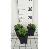 GRDplanten 6x Silene - Silene schafta 'Splendens' | 9x9 cm pot