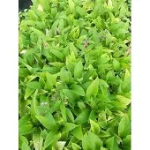 GRDplanten 6x Smeerwortel - Symphytum rubrum | 9x9 cm pot