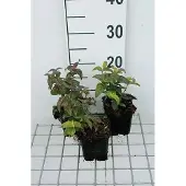 GRDplanten 6x Monarda - Monarda bradburiana | 9x9 cm pot