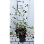 GRDplanten 6x Ooievaarsbek - Geranium hybr. 'Blue Cloud' | 9x9 cm pot