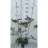 GRDplanten 6x Zilverkaars - Actaea rac. Reine de Saba" | 9x9 cm pot