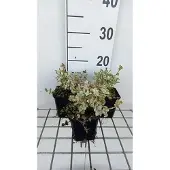 GRDplanten 6x Valse vuurwerkplant - Ballota pseudodictamnus compact | 9x9 cm pot