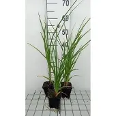 GRDplanten 6x Vuurpijl - Kniphofia rooperi | 9x9 cm pot