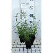 GRDplanten 6x Schildpadbloem - Penstemon hybr. 'Evelyn' | 9x9 cm pot